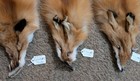 Just Tanned Red Fox Pelts nice Fur No 2 Pelt  Cabin Craft  Super Soft Hides