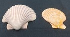 Raw Natural Sea Scallop Shells 2x Gulf Coast Beach Decor craft Pink And Orange