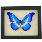 Real Framed Butterfly Blue Morpho Rhetenor Helena Taxidermy Display
