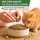 6pack Cat Toys Cats Grass Treat Catnip Toy W  Silvervine Indoor Kitten Toys Wood