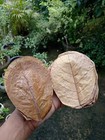 1 400kg Almond Leaves 5    Catappa Ketapang Leaf Shrimp Betta Fish Aquarium Care