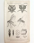 Southern Buffalo   Turkey Gnats  2 Insect Victorian 1887 Print Entomology Dwt9b