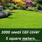 2026 Evergreen Dwarf Grass Seed Garden Grass Seed Growth-grass Seeds lawn Seeds