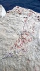       Agerina Quadrata Trilobite Mortality Plate - Fezouata Shales  Ordovician