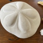 Natural Organic Sand Dollar Starfish Coral Coastal Beach Decor Set Of 3 Nautical