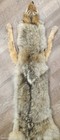Coyote Pelt  Lifesize- W  Feet And Claws Attached