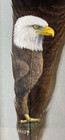 Framed Feather Art American Bald Eagle Hand Painted 16  Signed Christ