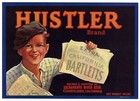 Collection Of 12 Different Pear Box Label    original Fruit Crate Labels  