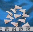   Sliced Conch Shell Centers   10  1  Pink white tan Mix   Sailor s Valentines  