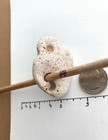 Natural Holey Beach Rock Lucky  8 Hag Stone Adder Fairy Wish Magic Mystic Usa