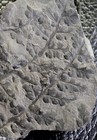 Eusphenopteris Obtusiloba - Nice Carboniferous  Fossil Plant