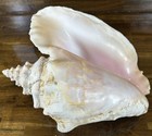Large Aliger Gigas Pink Queen Conch Seashell 12  Sea Shell Real Beauty Florida