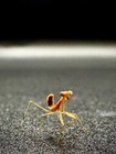 Live Giant Shield Mantis L2 l3 Nymph Rhombodera Stalli Pre Order