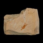 0 9  Fossil Crab Pinnixa Galliheri Pea Crab Monterey Cty San Luis Obispo