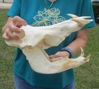 Real South African Warthog Skull W 6 Inch Teeth Taxidermy  50137