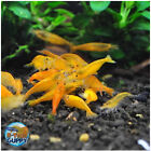 10 1 Sunkist Orange - Freshwater Neocaridina Aquarium Shrimp  Live Guarantee