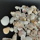 Natural Sea Shells Lot Lg Coastal Beach Nautical Decor Craft White Tan 2 40 Lbs