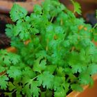 200   Cilantro   Coriander Seeds   Heirloom - Non-gmo   Herb Seeds - Usa Seller