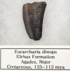 Eocarcharia 1 40  Theropod Dinosaur Tooth Fossil - Elrhaz Fm  - Agadez  Niger