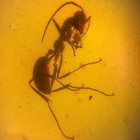 Ant In Burmese   Burmite Amber Fossil   100  Genuine