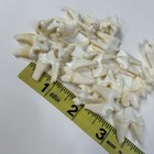 Lot Of 20 Real Coyote Molars Teeth Taxidermy Art Weird Odd Project Unqiue   0615