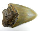 4     Inch Fossil Megalodon Prehistoric Shark Tooth Teeth Fossil Tooth