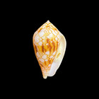 Conus Retifer 32 14mm W o Original Collection Data Old Collection Horseshoe Reef