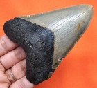 Megalodon Shark Tooth - Real Fossil - 3 47 - Shark Teeth - No Repairs Megladone 
