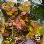 Tiger Lotus Red  nymphaea Zenkeri   Live Aquarium Plants Potted