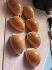 Golden Cowrie Aged 25 Years  authentic  Large 