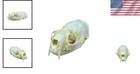 Taxidermy Real Animals Skulls  Real Bones Specimen  Taxidermy Supplies For Sc   