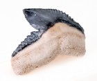 Museum  Bone Valley Tiger Shark Tooth Real Fossil - Light Blue Color