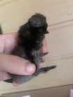 6   Silkie Hatching Eggs   Silky  Sizzle  Show Girl  Npip