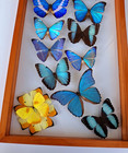 Real Framed Butterflies 14 Amazing Butterflies Blue Morpho Mounted Double Glass 