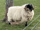Skirted Fleece From Scottish Blackface Ram