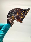 15 5g Sericho Pallasite Meteorite Slice Specimen From Kenya With A Certificate