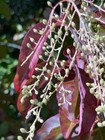 Lily Of The Valley Sourwood Seeds  oxydendrum Arboreum    Honey Bee Tree