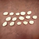 Sunrise Tellin Clam Seashells Natural  15 Shell Pairs Approx  1 5  Inches 