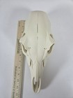Large Deer Skull European Mount 3d Print Bone Sheds Buck 5 x12 