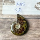 Polished Sutured Ammonite Fossil Whole