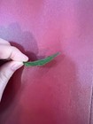1 Dried Jasmine Leaf On Red Font Yellow Blue Duong Dan Don New  Pictures  2x3   