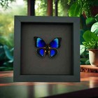 Rare Electric Blue Hybrid Butterfly Real Framed Taxidermy Moonlight Display