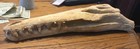 180 Million Year Old Crocodile Skull From Morocco