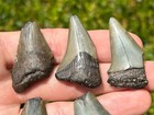 Nice Fossil Megalodon And Mako Sharks Teeth Lot Of 5 South Carolina Shark Tooth