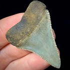 High Quality Great White Shark Tooth 1 78  Megalodon Teeth Era Fossil Unrestored