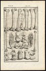 Rare Antique Anatomical Print-bone-leg-feet-knee-ankle-spigelius-casserius-1645