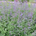 Catnip Seeds  Nepeta Cataria  Non-gmo  Variety Sizes  Cat Lovers  Free Shipping