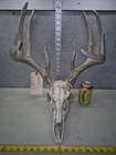 Huge Wild 11 Point 141-3 Whitetail  Skull European Decor Man Cave Taxidermy Buck