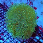 Wysiwyg - Leather Toadstool Green Coral