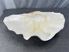 Huge Tridacna Gigas Real Sea Clam Shell Natural Specimen 18  X 12  Almost 8 Lbs